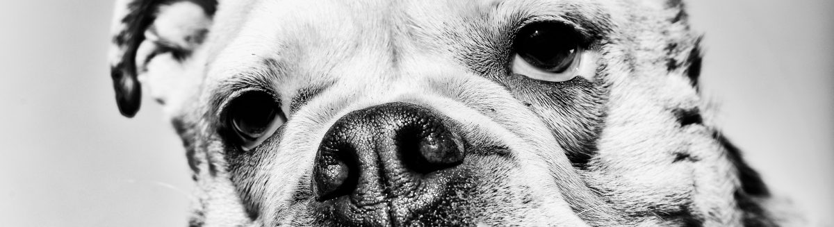 DogTales-Hundepsychologie