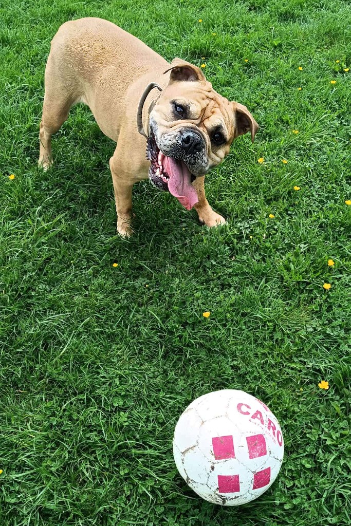 Was will mein Hund mir sagen?